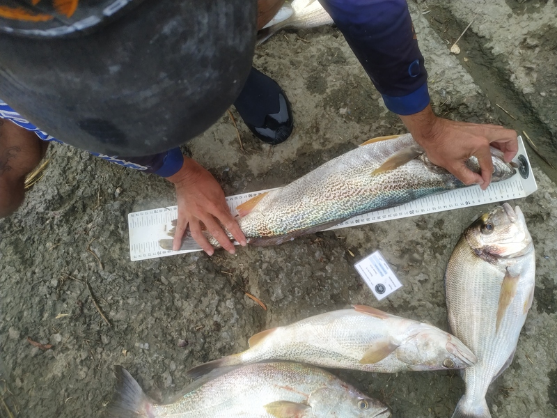 Fish Measure Picture