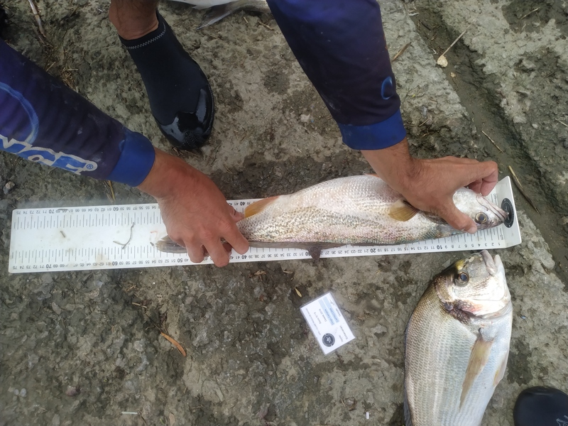 Fish Measure Picture