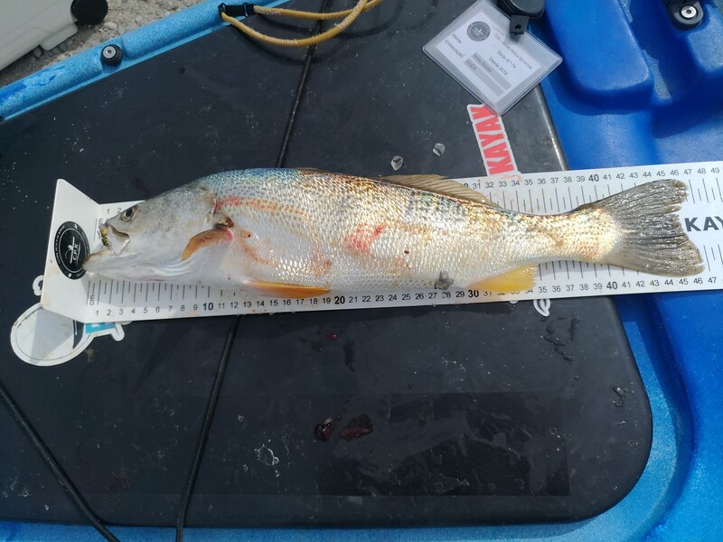 Fish Measure Picture