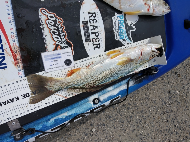 Fish Measure Picture