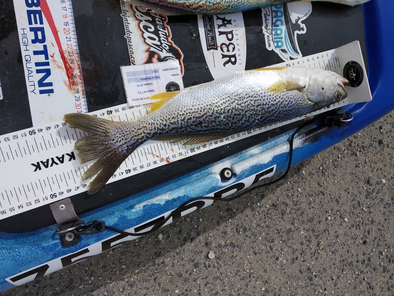 Fish Measure Picture