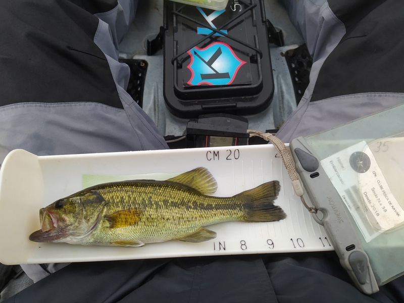 Fish Measure Picture
