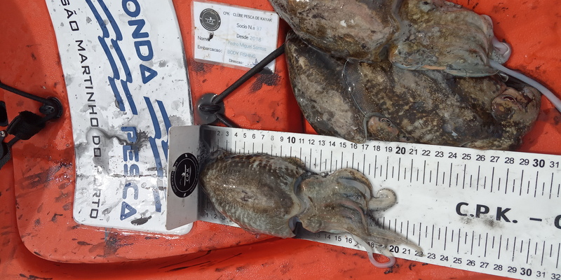 Fish Measure Picture