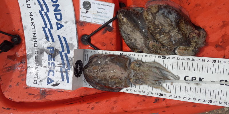 Fish Measure Picture