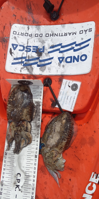 Fish Measure Picture