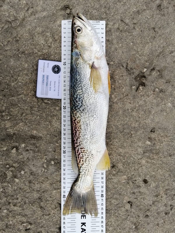 Fish Measure Picture