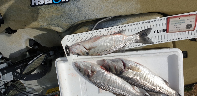Fish Measure Picture