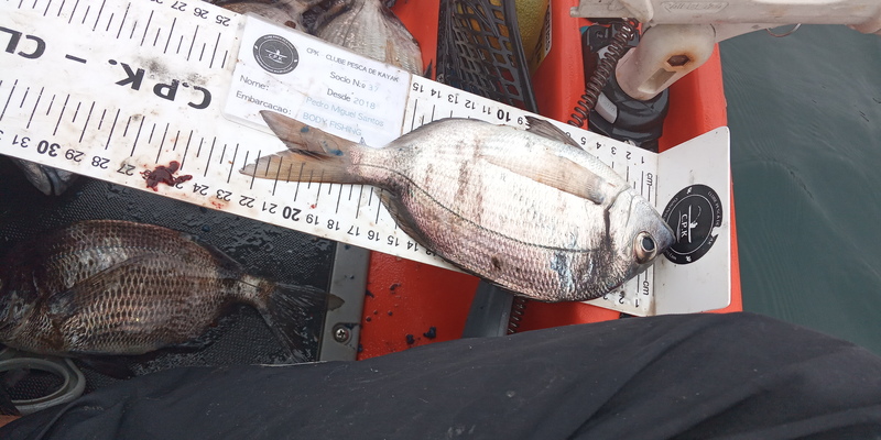Fish Measure Picture