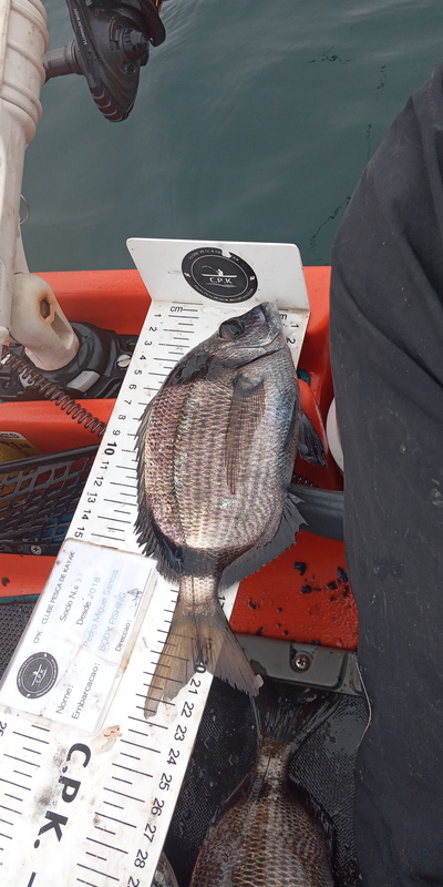 Fish Measure Picture