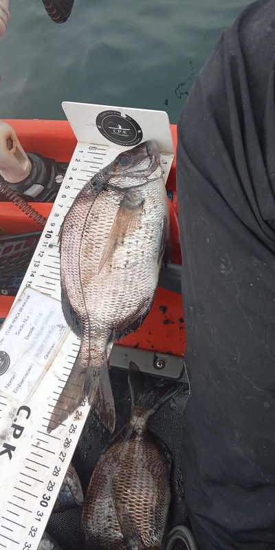 Fish Measure Picture