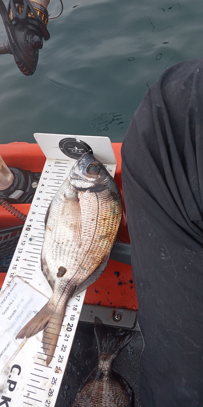Fish Measure Picture