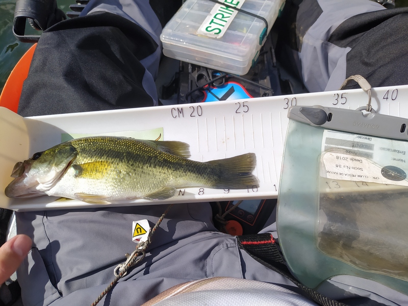 Fish Measure Picture