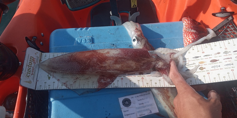Fish Measure Picture