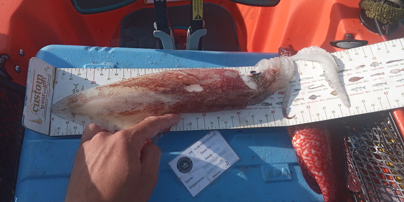 Fish Measure Picture