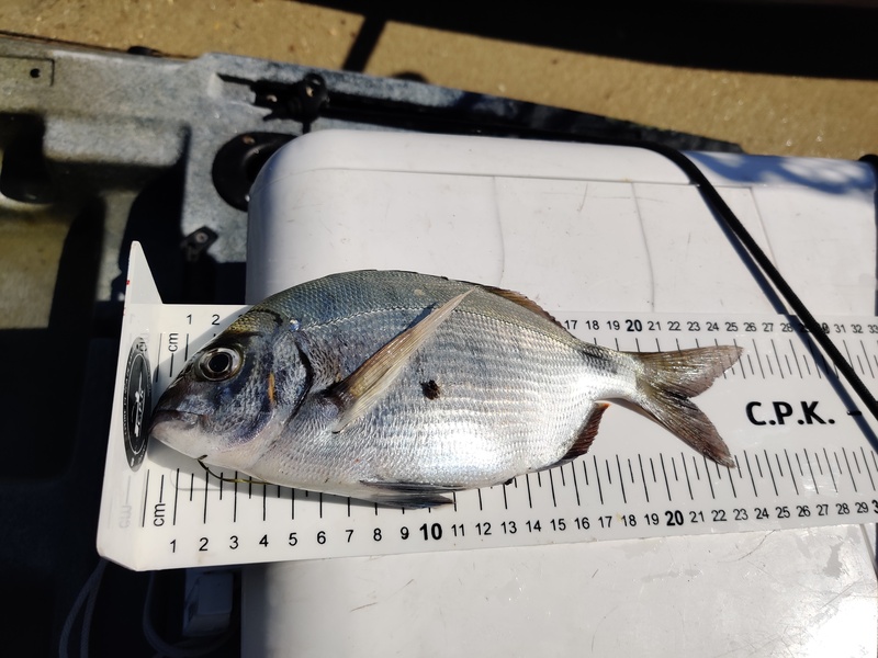 Fish Measure Picture