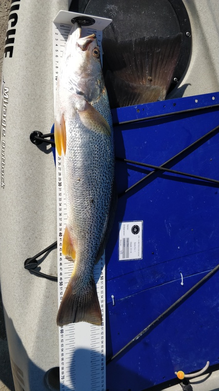 Fish Measure Picture