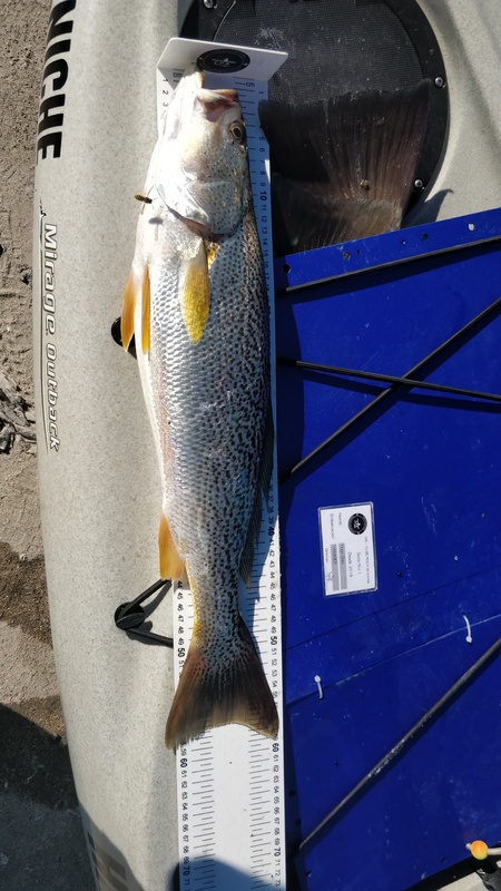 Fish Measure Picture