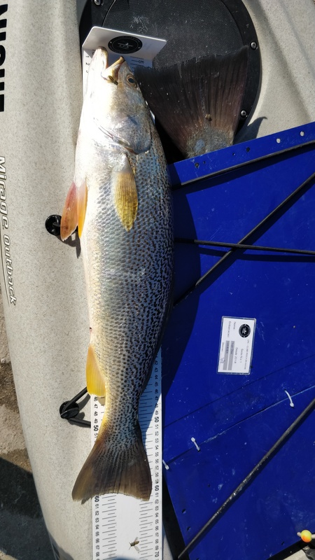 Fish Measure Picture