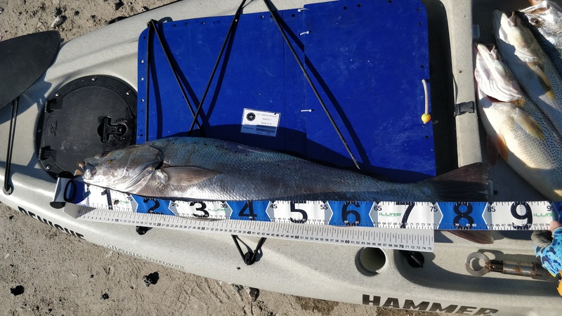 Fish Measure Picture