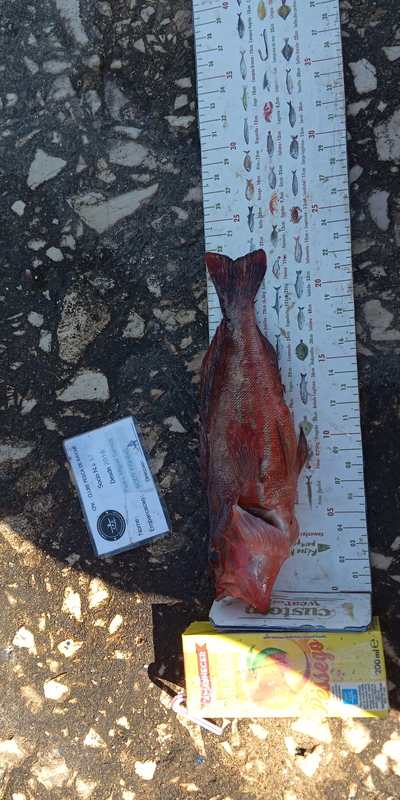 Fish Measure Picture