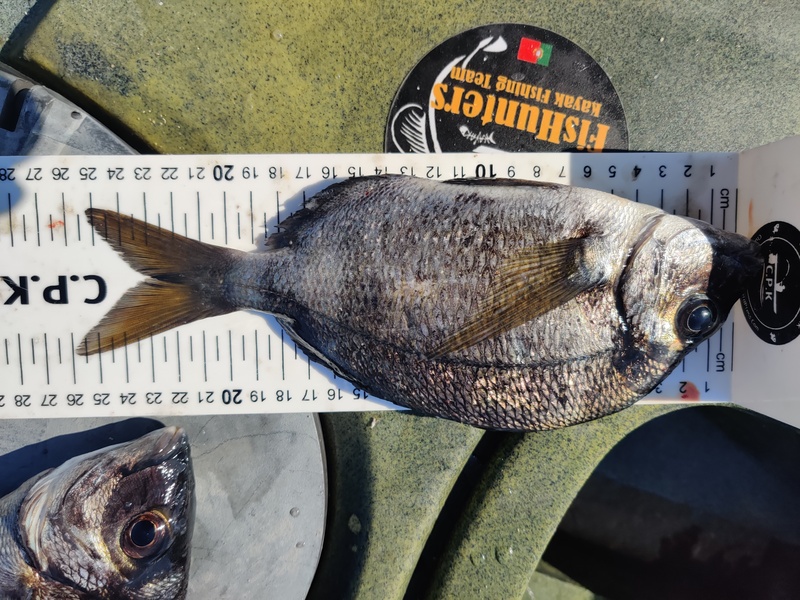 Fish Measure Picture