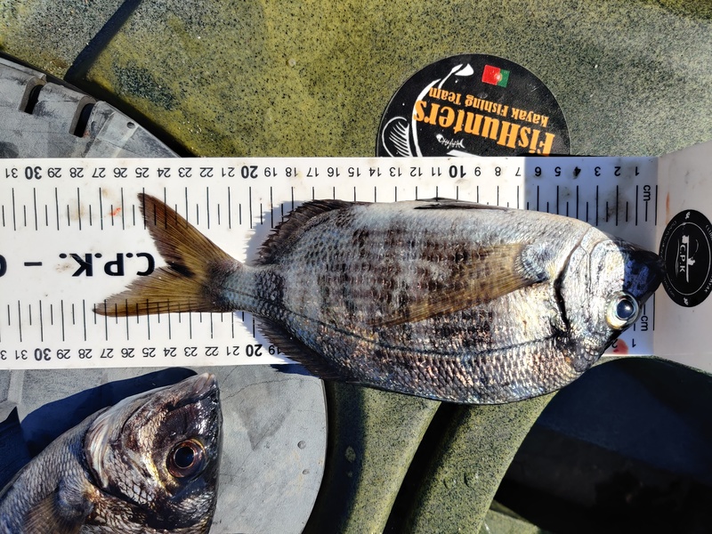Fish Measure Picture