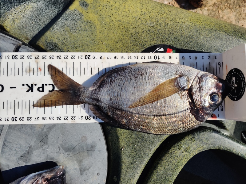 Fish Measure Picture