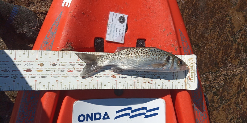 Fish Measure Picture
