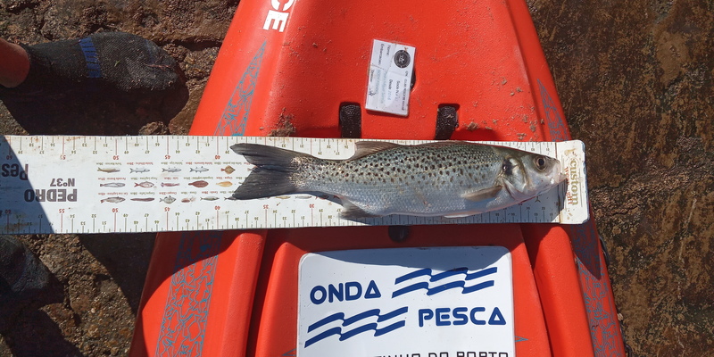 Fish Measure Picture