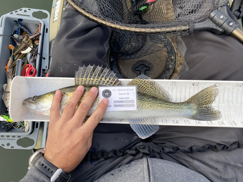 Fish Measure Picture