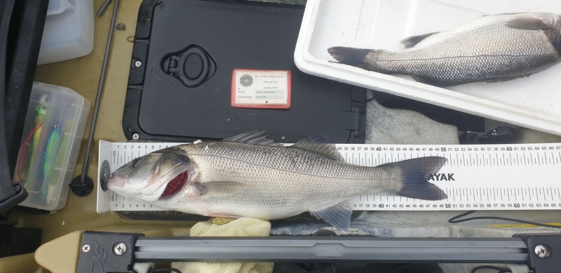 Fish Measure Picture