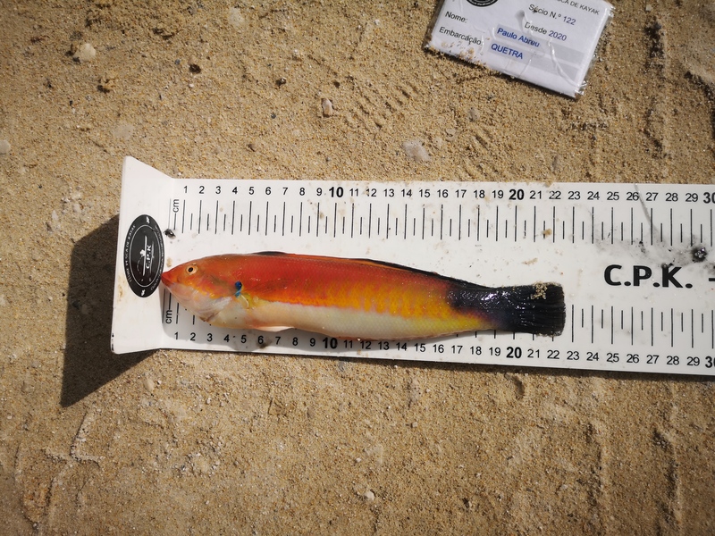 Fish Measure Picture