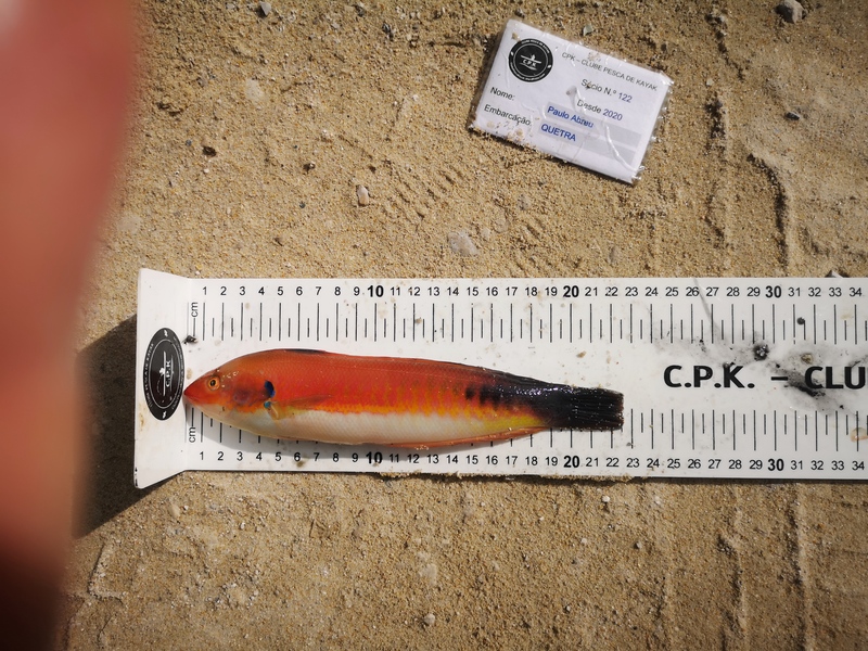 Fish Measure Picture