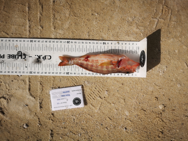 Fish Measure Picture