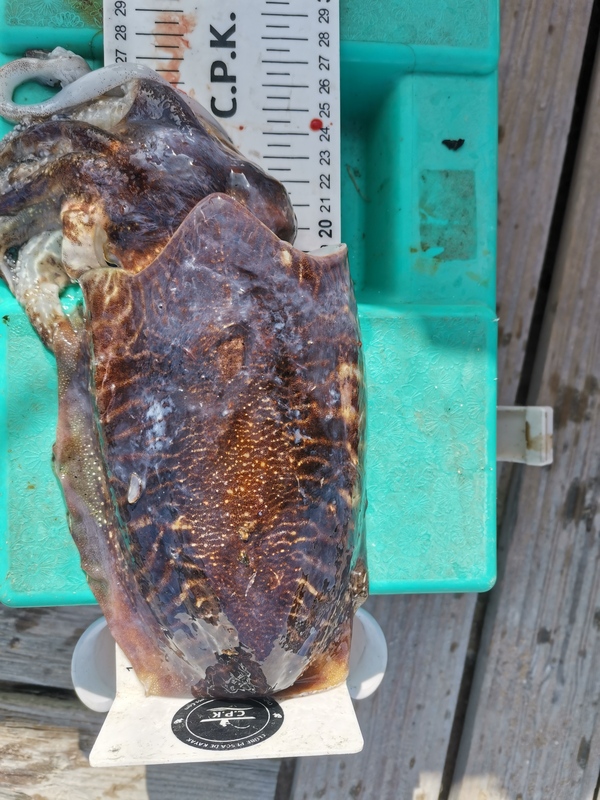 Fish Measure Picture