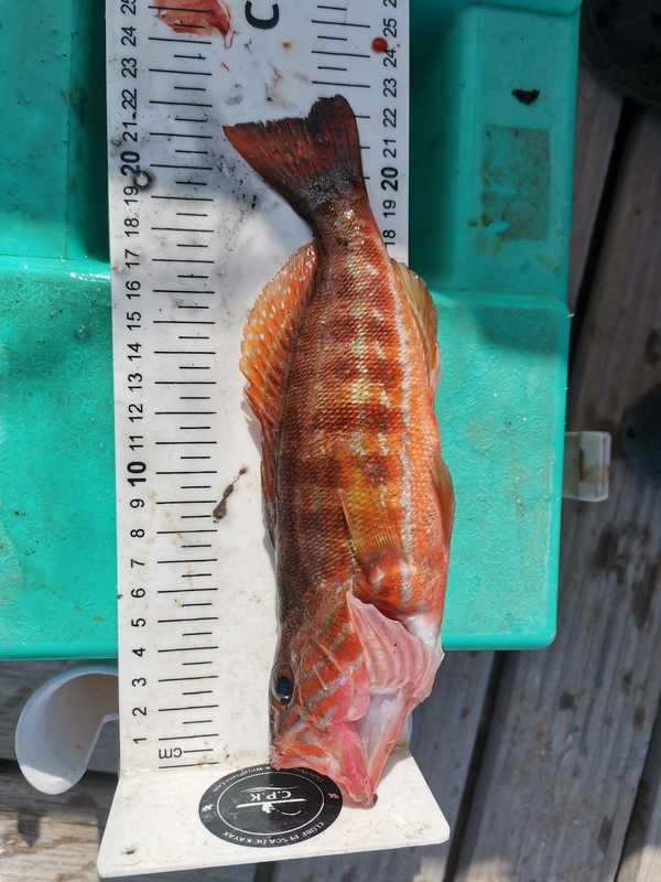 Fish Measure Picture