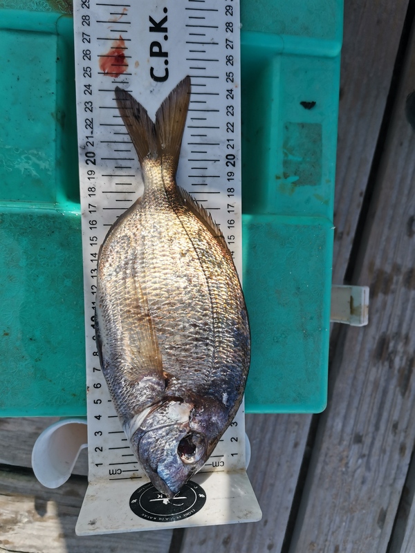 Fish Measure Picture