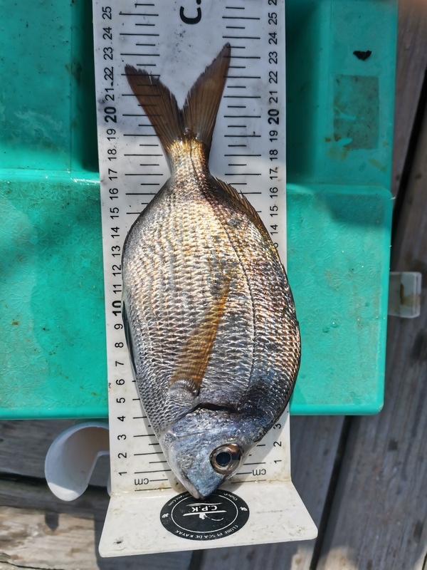 Fish Measure Picture