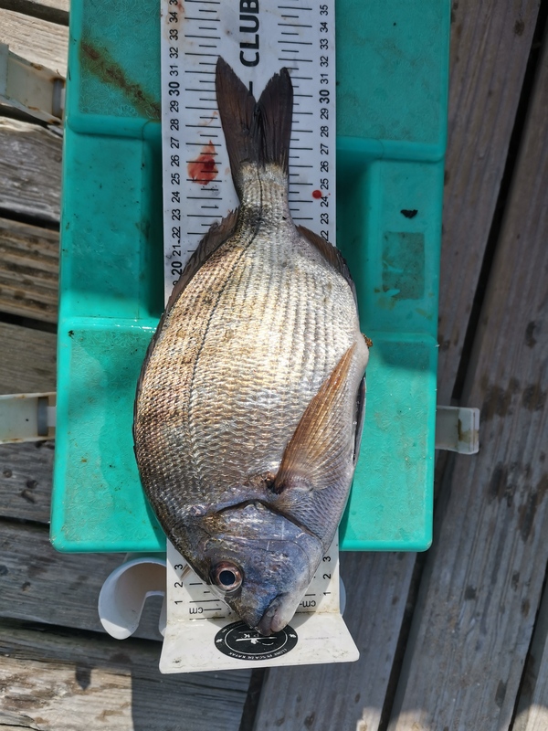 Fish Measure Picture