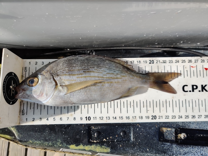 Fish Measure Picture