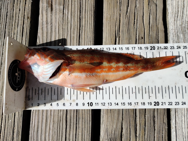 Fish Measure Picture