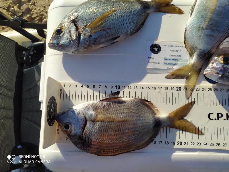 Fish Measure Picture