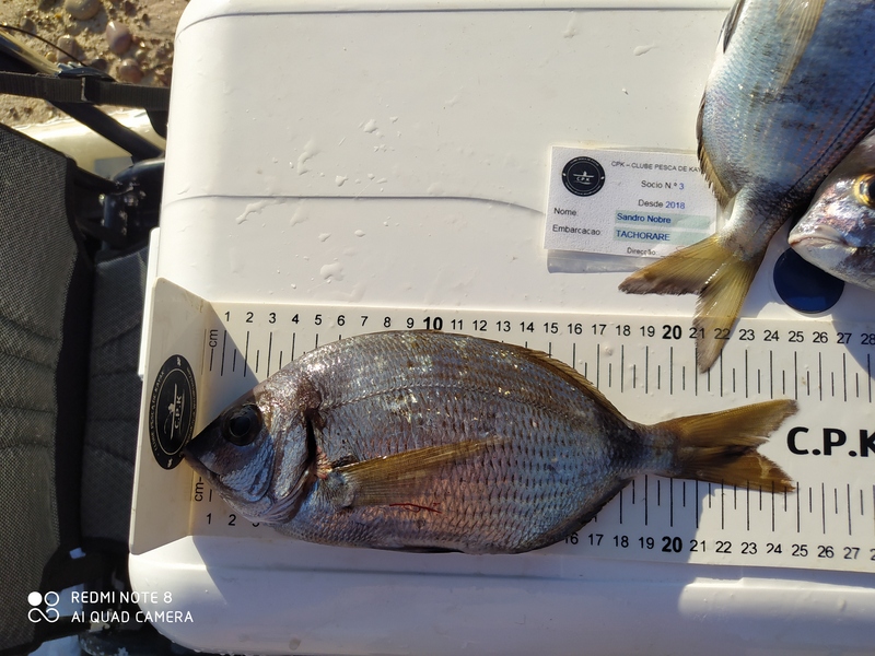 Fish Measure Picture