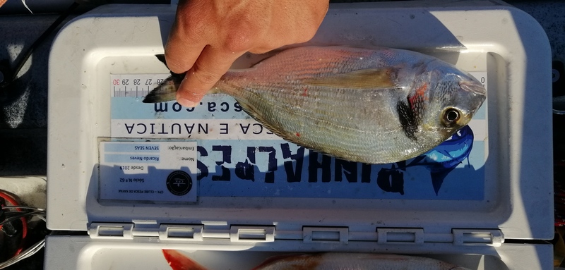 Fish Measure Picture