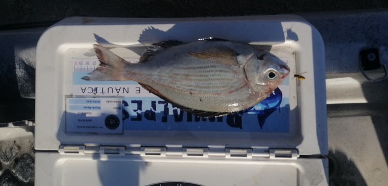 Fish Measure Picture