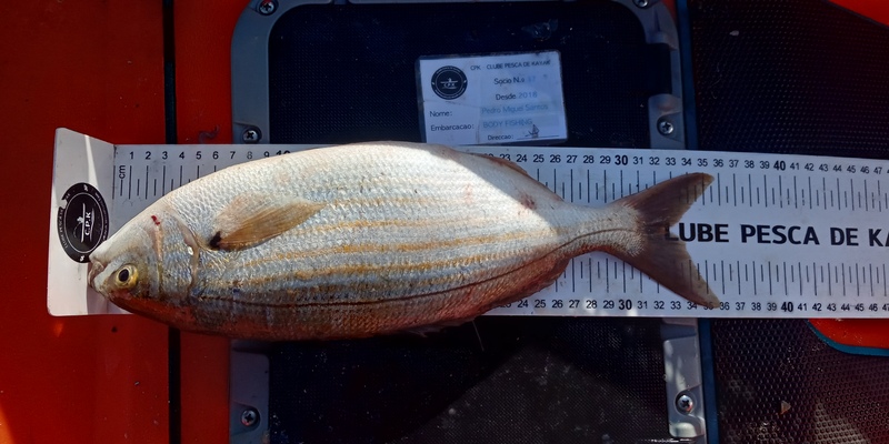 Fish Measure Picture
