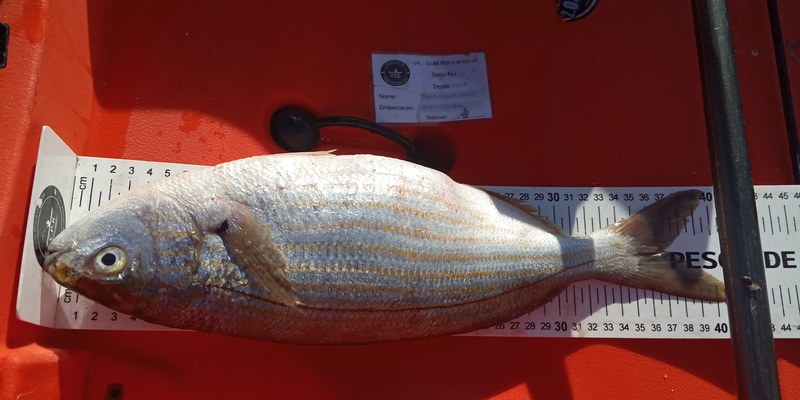 Fish Measure Picture