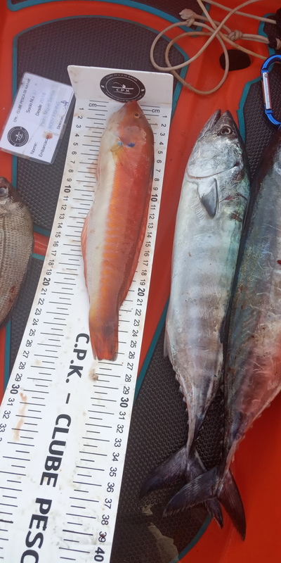 Fish Measure Picture