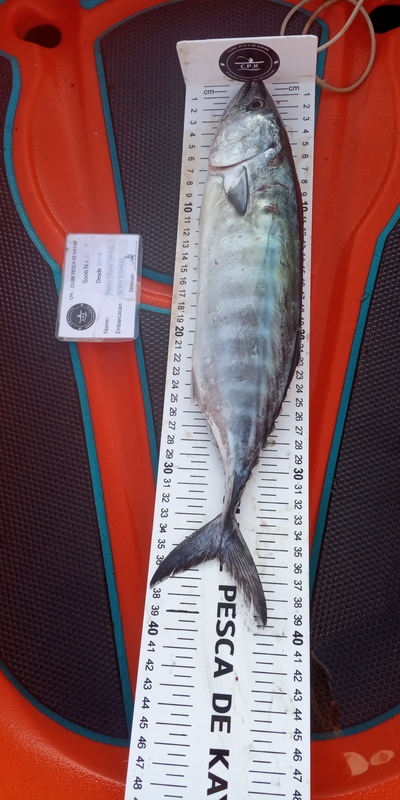 Fish Measure Picture