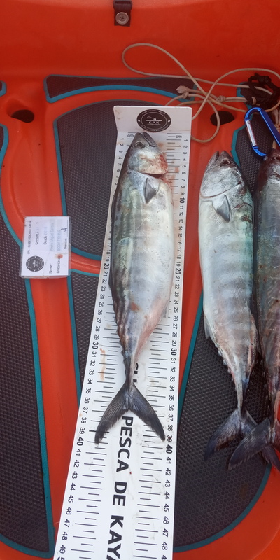 Fish Measure Picture